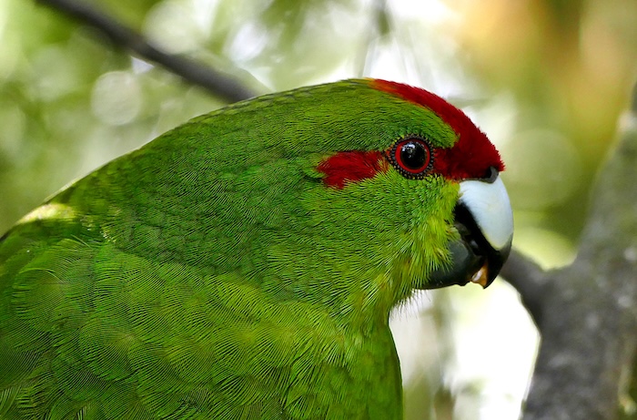 Test image of a parrot