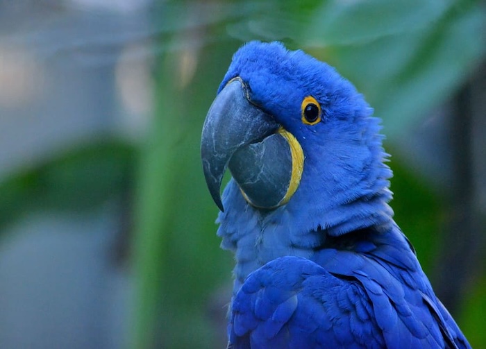 Another test image of a parrot